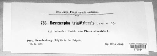 Dasyscypha triglitziensis image